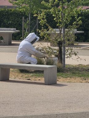 Apiculteur récupérant l'essaim